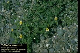Image result for Tribulus terrestris
