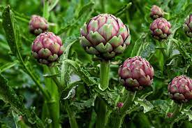 While flowers such as violas, violets, scarlet runner beans, honeysuckle, and clover are entirely edible, some flowers have only edible petals. The 8 Best Plants For Edible Landscaping