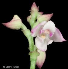 Image result for Polystachya valentina