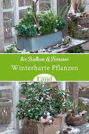 Winterharte Pflanzen Fur Balkon Und Terrasse Winterharte Pflanzen Pflanzen Winterharte Pflanzen Fur Balkon
