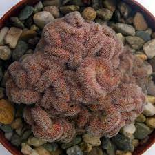 Maybe you would like to learn more about one of these? Mammillaria Compressa F Cristata