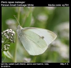 We did not find results for: Pieris Rapae Small Cabbage White Butterflies Of India