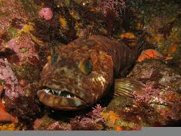 Smile! 3 Fish with Weird Teeth - Ocean Conservancy