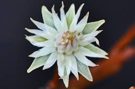 Image result for Mimusops obtusifolia