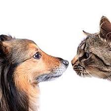 God thank you for all the blessings. Golden Cord Meditation Helps Your Pet Find Their Way Home