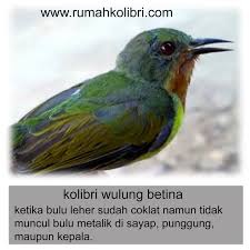 Suara burung kolibri wulung betina. Cara Membedakan Jantan Betina Kolibri Wulung Jadi Tau Tambah Tau