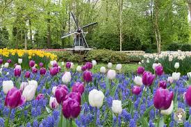 Zu madame tussauds & eine grachtenfahrt). Blumenpark In Holland Fantastischer Fruhlingsbesuch Im Keukenhof