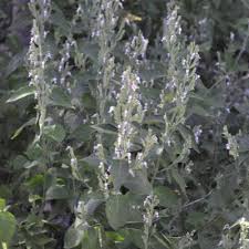 Image result for Hypoestes cancellata