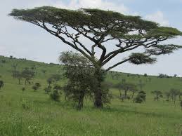 Image result for Acacia abyssinica