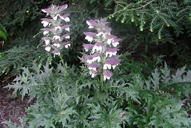 Image result for Acanthus
