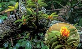 Image result for Calyptrochilum