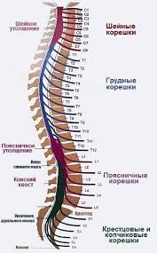 Pozvonochnyj Stolb Anatomiya Prostym Yazykom Anatomiya Pozvonka Cheloveka
