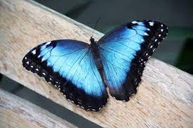 El Significado De Una Mariposa Azul Robin Mcclure Mujer Analitica