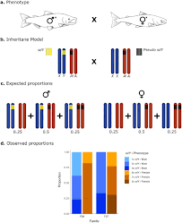 Sex Determining Gene Transposition As An Evolutionary Platform For Chromosome Turnover Biorxiv