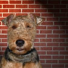 The above list contains details of club members who may be able to help supply a puppy. Welsh Terrier Puppy Welsh Terrier Breed Information