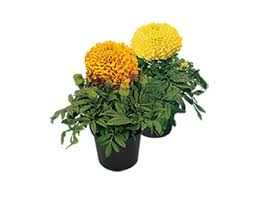 Image result for Tagetes erecta
