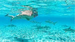 TAHITI: Swimming With Sharks in Bora Bora