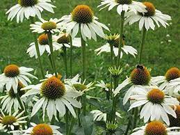 Pack X6 Echinacea Primadonna White Perennial Garden Plug Plants Amazon Co Uk Garden Outdoors Echinacea Echinacea Purpurea Perennials