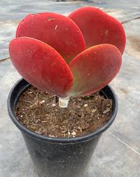 Image result for Kalanchoe glaucescens