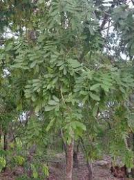 Image result for Julbernardia