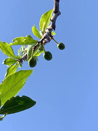 Grow your own tasty cherries, plums and peaches from a selection of stone fruit trees for sale from thompson & morgan. Bought A New House Can Anyone Help Identify This Tree Apple A Stone Fruit Backyardorchard