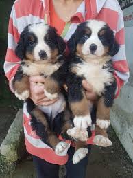 Irk Garantili Bernese Mountain Dog Isvicre Dag Kopegi 233011 Bikopek Com
