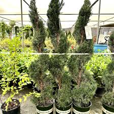 Image result for spiral cut juniper trees