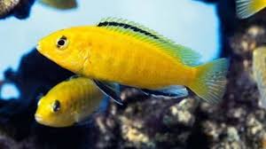 Ikan hias lemon infoikan.com sudah tahu ikan lemon terbesar? Ikan Lemon Harga Jenis Makanan Cara Merawat Dan Budidaya
