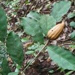 Image result for Rothmannia manganjae