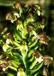 Image result for Brachycorythis velutina