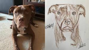 The pet emergency & specialty center of san diego is available when you need us. Pet Portraits Drawn By Sacramento Spca Staff Volunteers Cbs8 Com