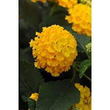 Costa Farms 1 Qt Yellow Lantana Flowers In Grower Pot 4 Pack 4lantyel4pk The Home Depot Yellow Lantana Lantana Plant Summer Flowers To Plant