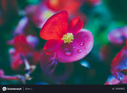 See more ideas about flowers photography, photography, flowers. Free Close Up Photography Of Red Flower Photo Red Flower Photos Flower Photos Close Up Photography