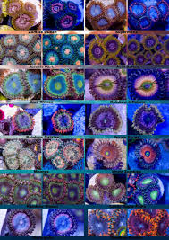 Pin By Aaron Martineau On Zoanthids Coral Reef Aquarium