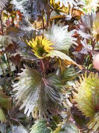 Image result for Acalypha polymorpha