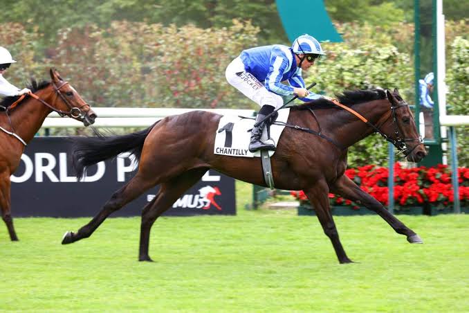 TOKAIDO - La fiche CANALTURF du cheval, performances pmu, pédigré, évolution de la cote en direct, résultats rapports, courses 2026