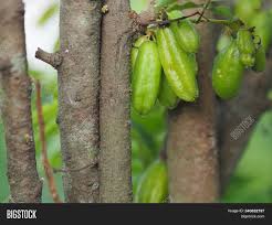 Check spelling or type a new query. Averrhoa Bilimbi Image Photo Free Trial Bigstock