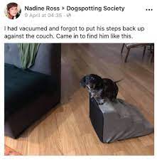 Dachshund Dog Memes Dog Memes Pet Memes Sausage Dog Memes Funny Pet Memes Weiner Dog Memes Animal Me Funny Animal Pictures Cute Animal Memes Cute Baby Animals