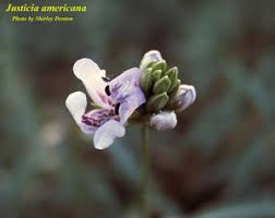Image result for Justicia elegantula