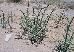 Image result for Salicornia pachystachya