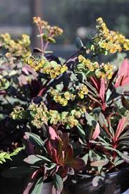 Image result for Euphorbia