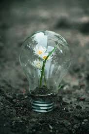 Growth In A Light Bulb Abstract Photography Conceptual Photography Nature Photography