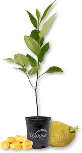 Image result for Artocarpus heterophyllus