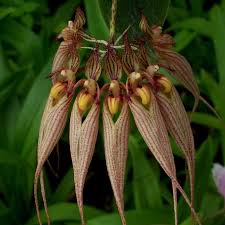 Image result for Bulbophyllum sandersonii
