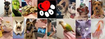 We did not find results for: All Pets Medical Centre Home Facebook