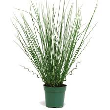 Image result for Juncus