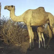 Once a year, people bring their camels to an area of land in abu dhabi. Pdf Animals That Produce Dairy Foods Camel