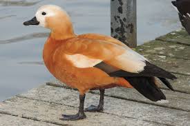 eron av ve sus hayvanlari ciftligi eron gamebirds and ornamental birds farm sulun pheasant keklik partridge bildircin quail turac francolin tavuskusu peafowl ordek kaz kugu duck geese swan
