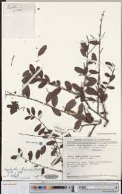 Image result for Agelanthus