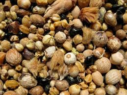 Image result for Satyrium kitimboense